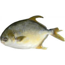99.73085 - SE GOLDEN POMFRET 40lbs